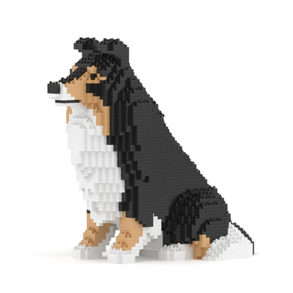 Chien de berger des Shetland 03-M02