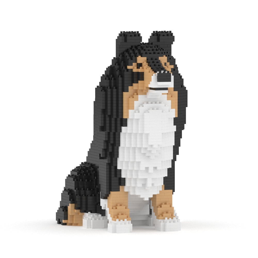 Chien de berger des Shetland 03-M02