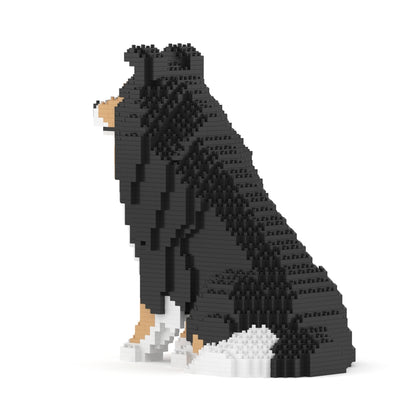 Chien de berger des Shetland 03-M02
