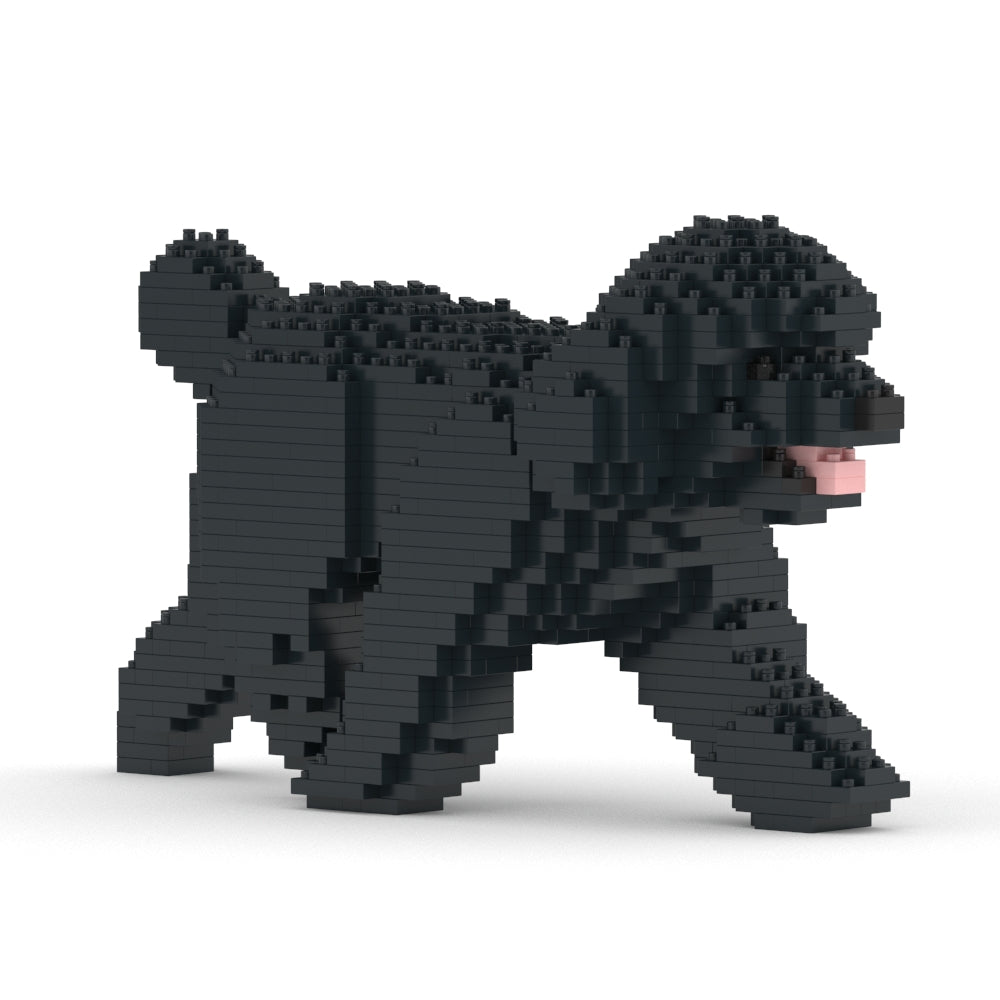 Toy Poodle 02-M02