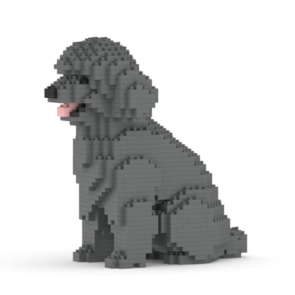 Toy Poodle 03-M06
