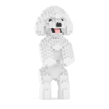 Toy Poodle 04-M01
