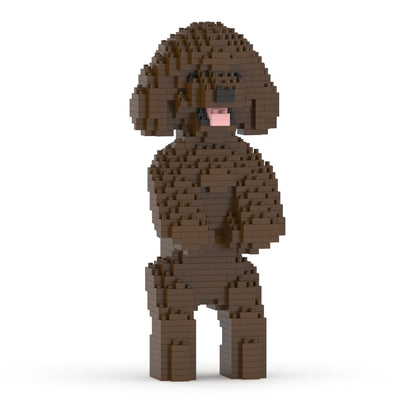 Toy Poodle 04-M05